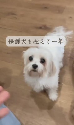 繁殖犬を保護