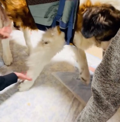 しっかり立ち上がるセロくん