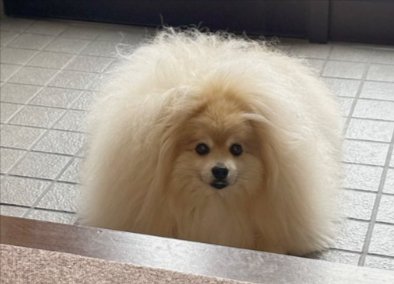 ポメ