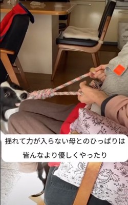 おもちゃで遊ぶ犬