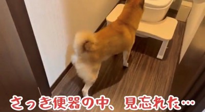 トイレの前に立っている犬