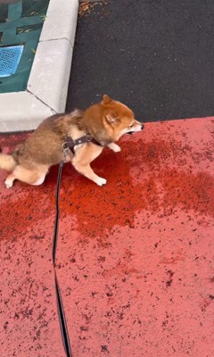 ころくんの喜びの舞9