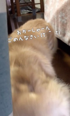 駆け寄る犬