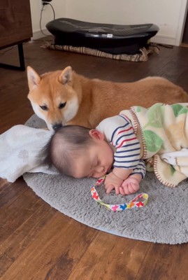 坊っちゃんの匂いを嗅ぐ柴犬
