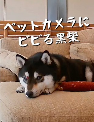 ペットカメラを見る