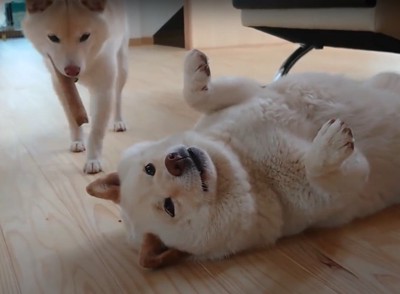 オモチャをくわえた犬に見下ろさせる犬