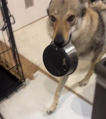 皿を咥えて飼い主の方へ歩いてくる犬