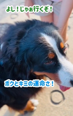小学生に囲まれる超大型犬