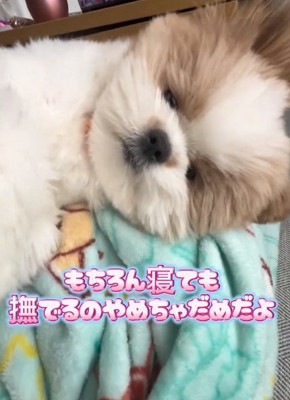 撫でてほしい琥珀くん