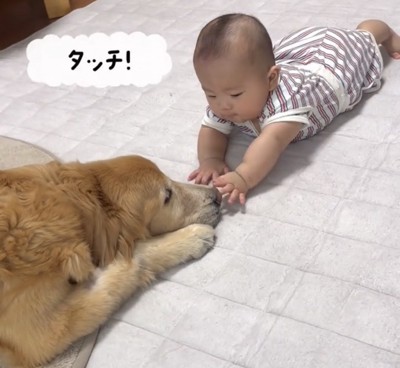 犬に手を伸ばす赤ちゃん