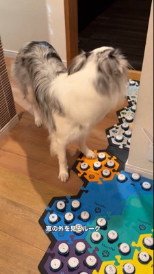 窓をふり返る犬