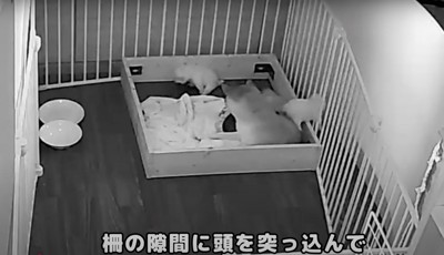 柵の隙間に体を滑り込ませて…