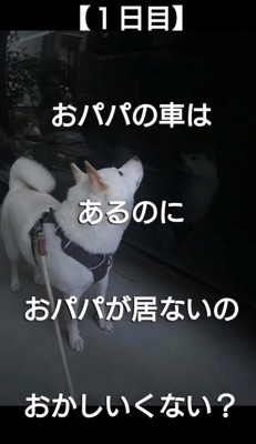 車の前で見上げる犬