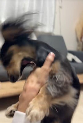 遊んでもらえなくて怒る紬ちゃん3