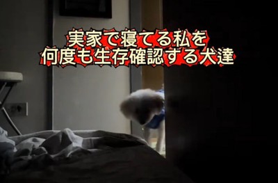 寝ている飼い主がいる部屋を覗く白い犬