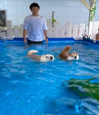泳ぐ2匹の犬2