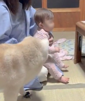 赤ちゃんのそばにいる犬