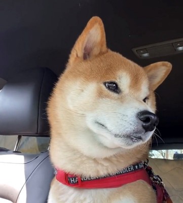 顔を背けて目を合わせない犬