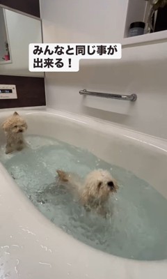 泳ぎにチャレンジするロコちゃん6