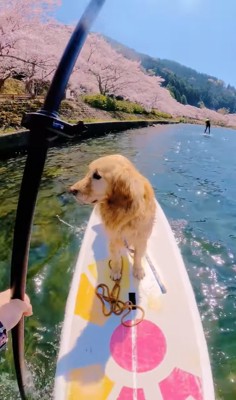 サップを楽しむ大型犬と飼い主