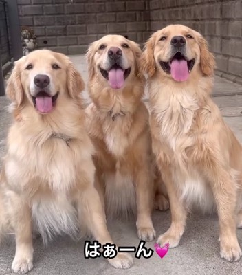 正面を見ている3頭の大型犬