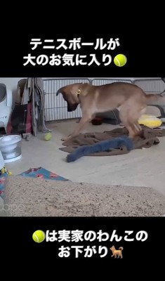 テニスボールで遊ぶ子犬