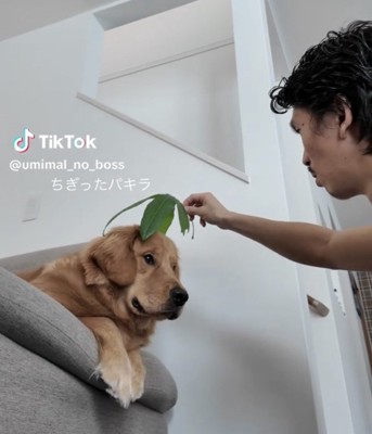頭に葉っぱを乗せられそうな犬