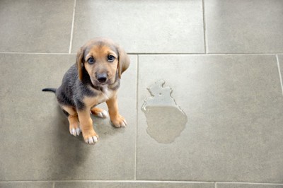 粗相をする子犬