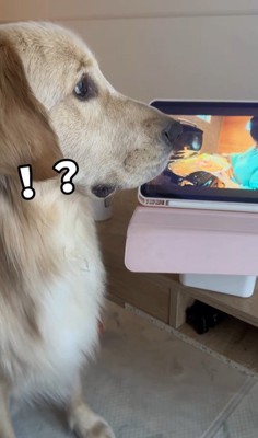 困惑する麹くん9