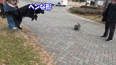 大型犬のナイスリアクション