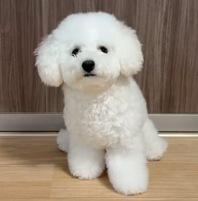 ビションフリーゼ