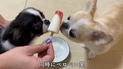 ピノちゃん&パルムちゃんのアイス争奪戦2
