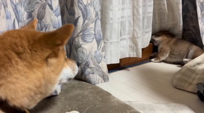 成犬に吠えられて後ろへ倒れる子犬