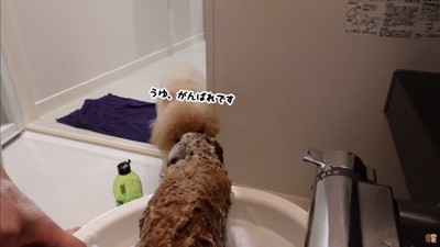 うゆちゃんのシャンプー中の出来事7