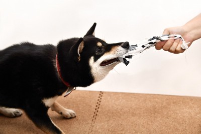 いたずらする黒い柴犬
