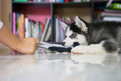 靴下を取り返そうとする