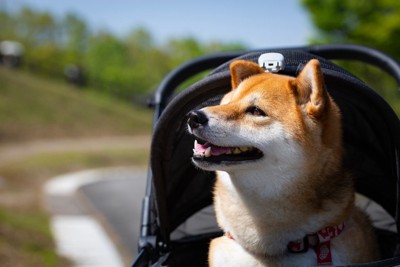 ペットカート、柴犬