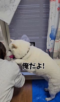 網戸に犬用出入り口を作ったら9