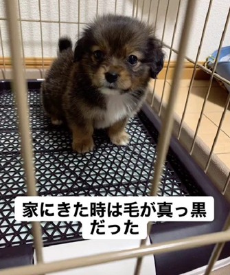 ミックス犬の子犬をお迎え