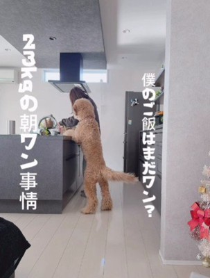 「僕のごはんはまだ?」