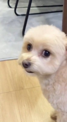 飼い主の顔を見つめる犬