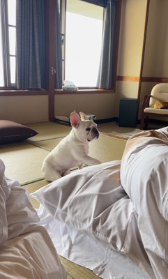 布団をそっと撫でる小型犬