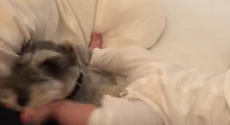 一緒に寝るトトちゃんと女の子3