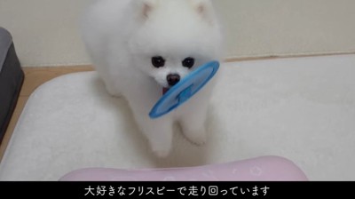 フリスビーをくわえた犬