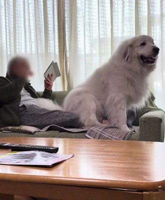 膝の上のドシン！！