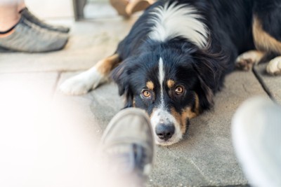 足元に寝そべる犬
