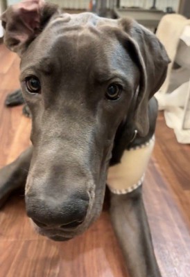 アレックスくん