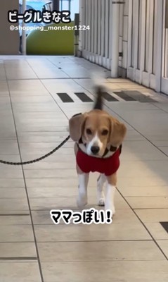ママが現れた時のきなこちゃん6