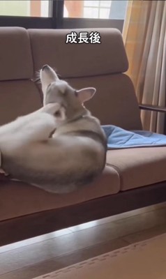 アシㇼちゃんの成長前と成長後3