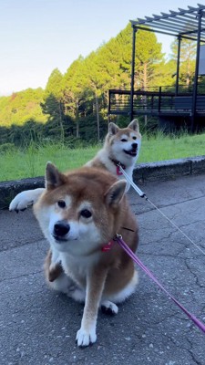道路に座って飼い主を見つめる2頭の犬